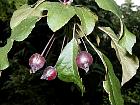 Pissard Cherry Plum, pictures