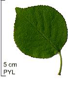 Mahaleb, leaf