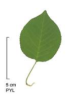 Mahaleb, leaf