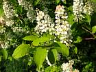 Bird Cherry, flower