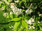 Cerisier  grappes, fleur