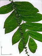 Caucasian Wingnut, leaf