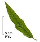 Sawtooth Oak, leaf