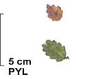 Kermes Oak, leaf