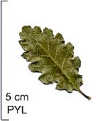 Quercus faginea, pictures