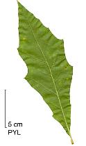 Southern red Oak, leaf