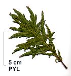 , feuille