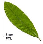 Shingle Oak, Laurel Oak, leaf