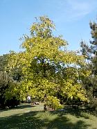 Shingle Oak, Laurel Oak, outline