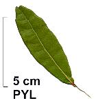 Swamp Laurel Oak, leaf