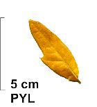 Swamp Laurel Oak, autumn leafs