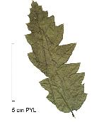 Lebanon Oak, leaf