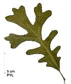 Bur Oak, leaf