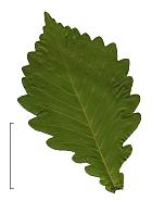 Mongolian oak, leaf