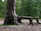 Norway Spruce, trunk