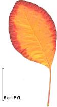 Common Smoke Tree, autumn leafs