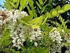 Black Locust, Common Locust, Yellow, White Locust, flower