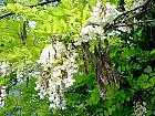 Black Locust, Common Locust, Yellow, White Locust, flower