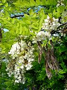 Black Locust, Common Locust, Yellow, White Locust, flower