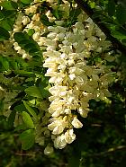 Black Locust, Common Locust, Yellow, White Locust, flower