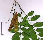 Black Locust, Common Locust, Yellow, White Locust, pictures