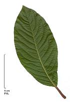, feuille