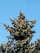 Colorado Spruce, pictures