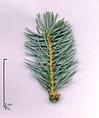 Colorado Spruce, needles