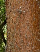 Spanish Fir, bark