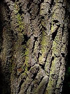 Sassafras, bark