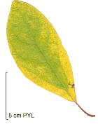 Sassafras, feuille