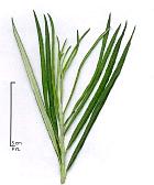 Rosemary-leaved Willow, pictures