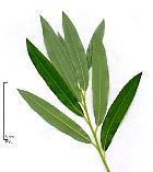 Crack Willow, leaf