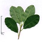 Daphne Willow; Violet Willow, leaf