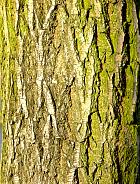 Wisconsin Weeping Willow, bark