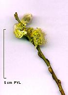 Wisconsin Weeping Willow, flower