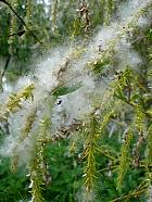 Wisconsin Weeping Willow, pictures