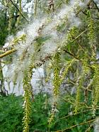 Wisconsin Weeping Willow, pictures