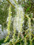 Wisconsin Weeping Willow, pictures