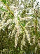 Wisconsin Weeping Willow, pictures