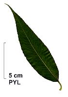 Osier, leaf
