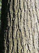 Panicled Goldenrain Tree, Varnish Tree, bark