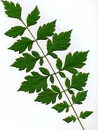 Panicled Goldenrain Tree, Varnish Tree, leaf