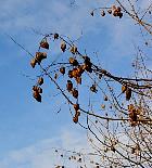 Panicled Goldenrain Tree, Varnish Tree, pictures