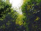 Panicled Goldenrain Tree, Varnish Tree, outline