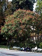 Panicled Goldenrain Tree, Varnish Tree, outline