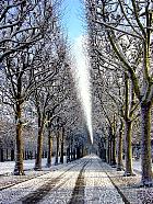 London Plane, Hybrid Plane, snowy landscape