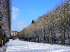 London Plane, Hybrid Plane, snowy landscape