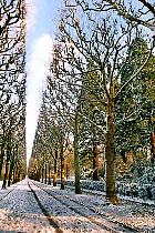 All�e de platanes, paysage sous la neige