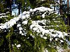 Cèdre, paysage sous la neige